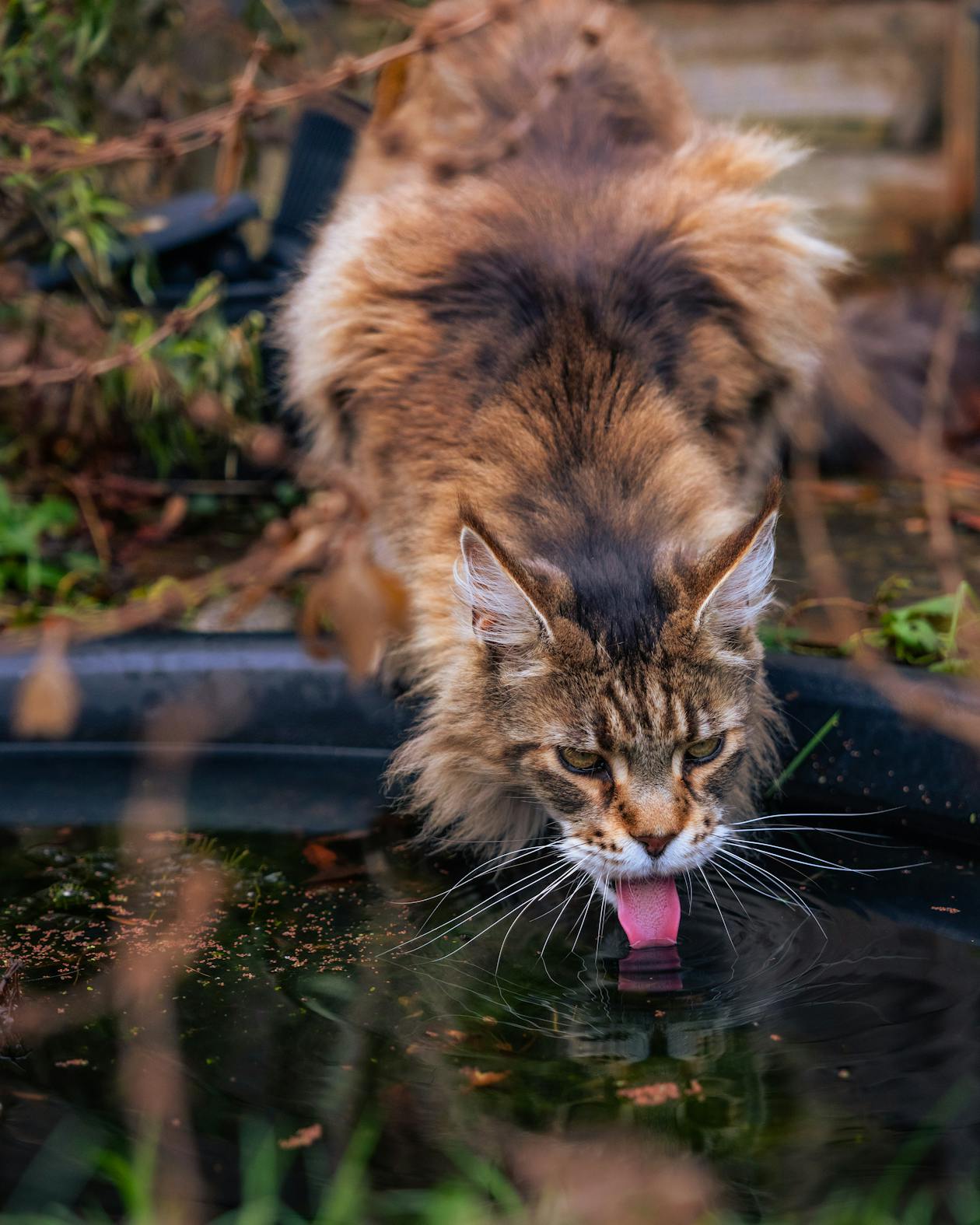 Pack Bien-être — Fontaine + Brosse + Balle