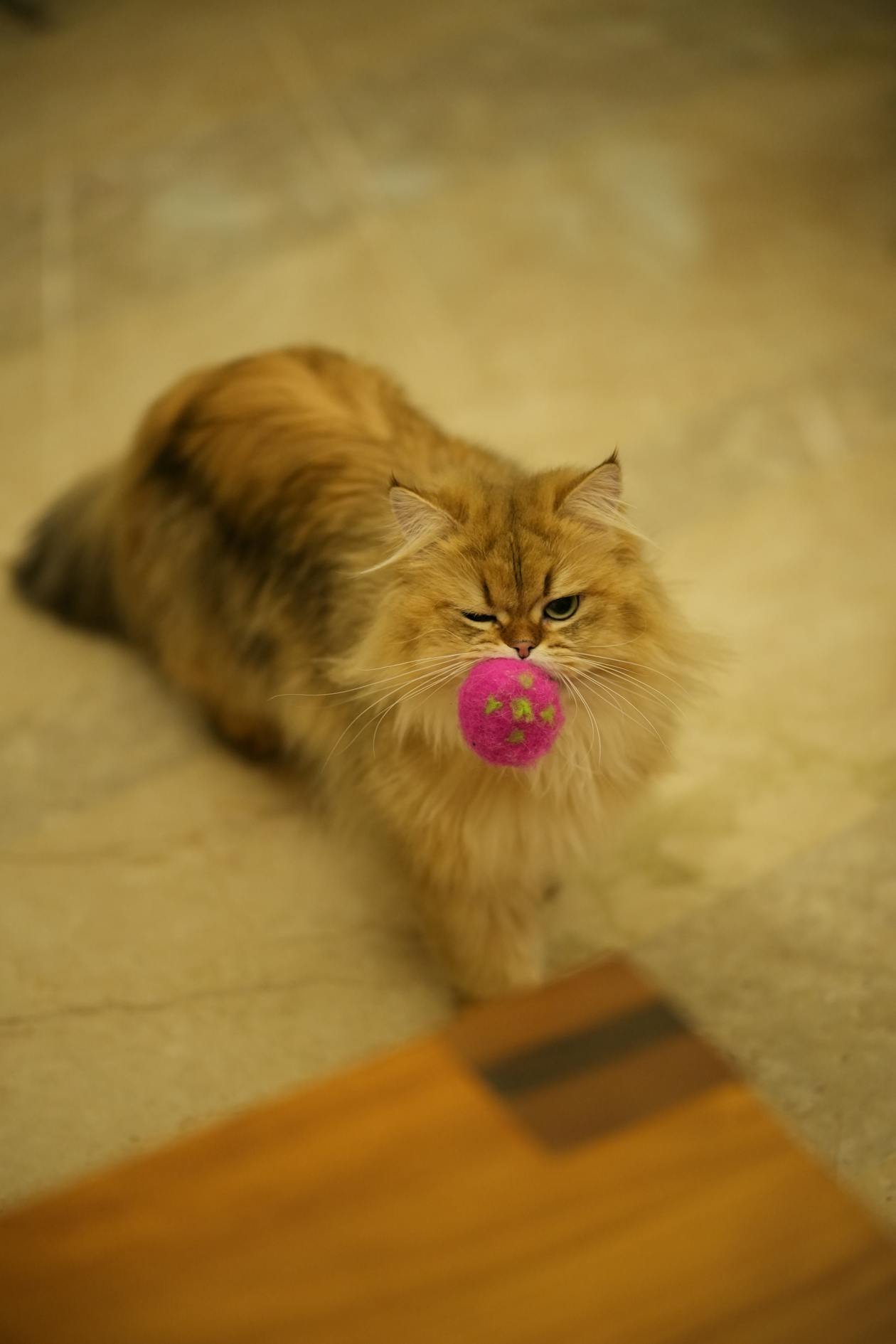 Balle Interactive Intelligente pour Chat — LED, 3 Modes & Rechargeable USB-C